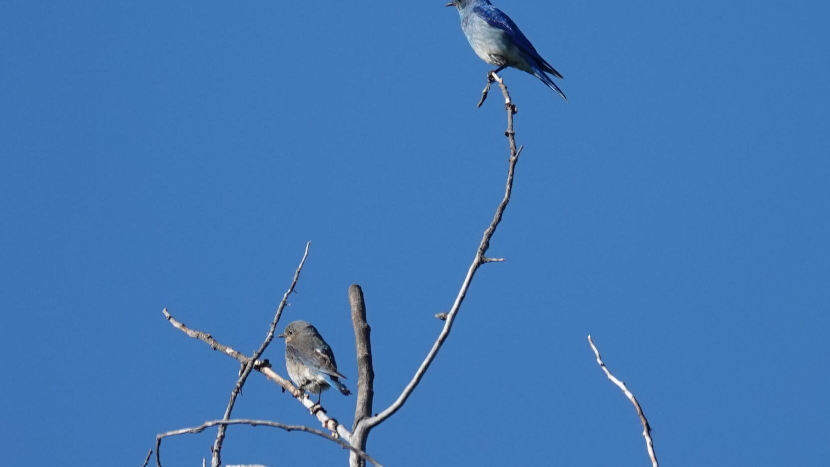 Observing birds and looking at the trends